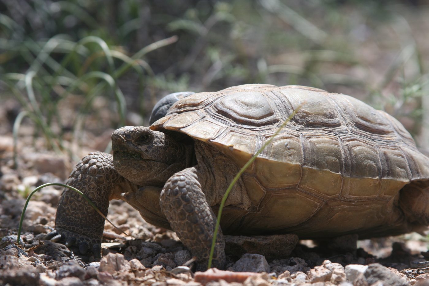 Desert tortoise